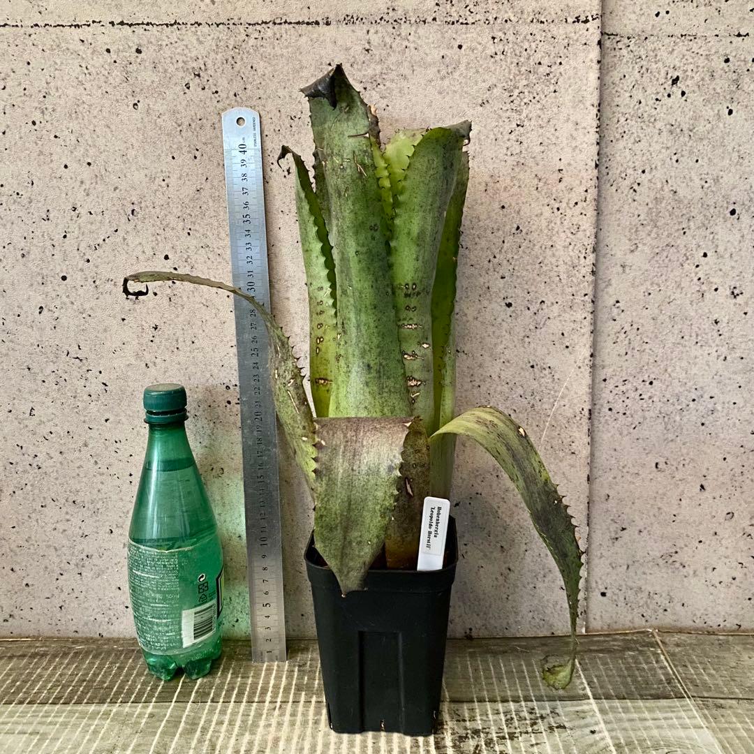 大きいです！タンクブロメリア　ホヘンベルギア『Leopoldo-Horstii』