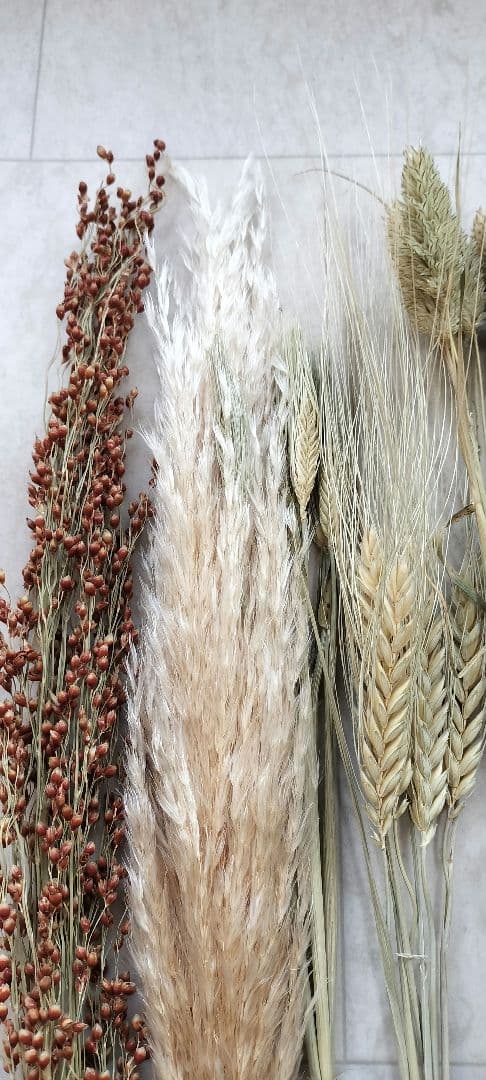 自家製　イネ科　ドライフラワーセット　２０種類