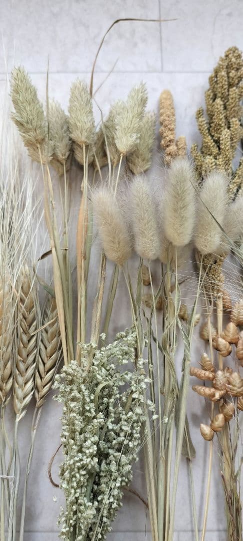 自家製　イネ科　ドライフラワーセット　２０種類