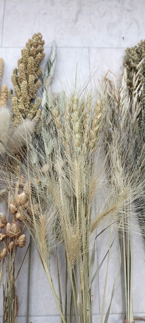 自家製　イネ科　ドライフラワーセット　２０種類