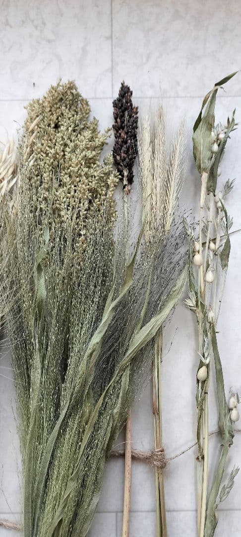 自家製　イネ科　ドライフラワーセット　２０種類