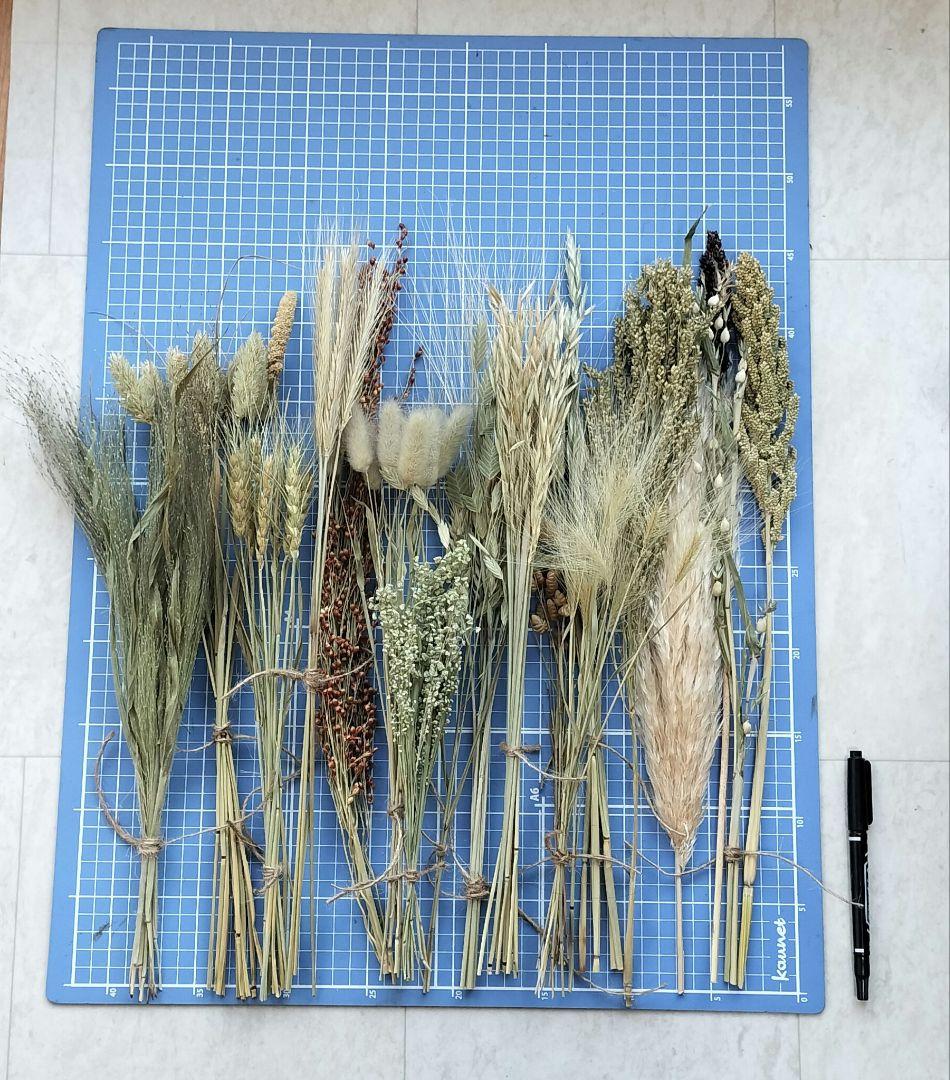 自家製　イネ科　ドライフラワーセット　２０種類