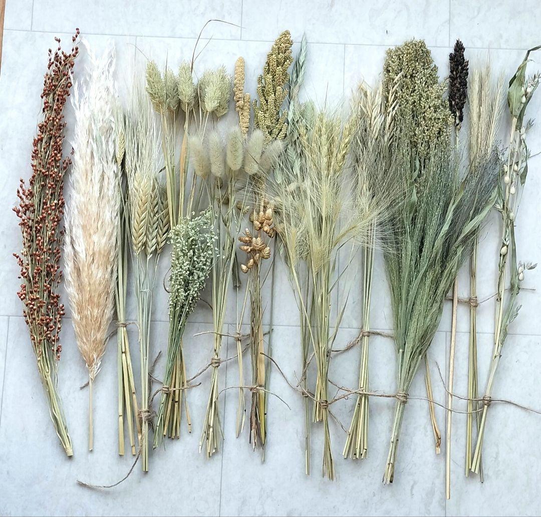 自家製　イネ科　ドライフラワーセット　２０種類