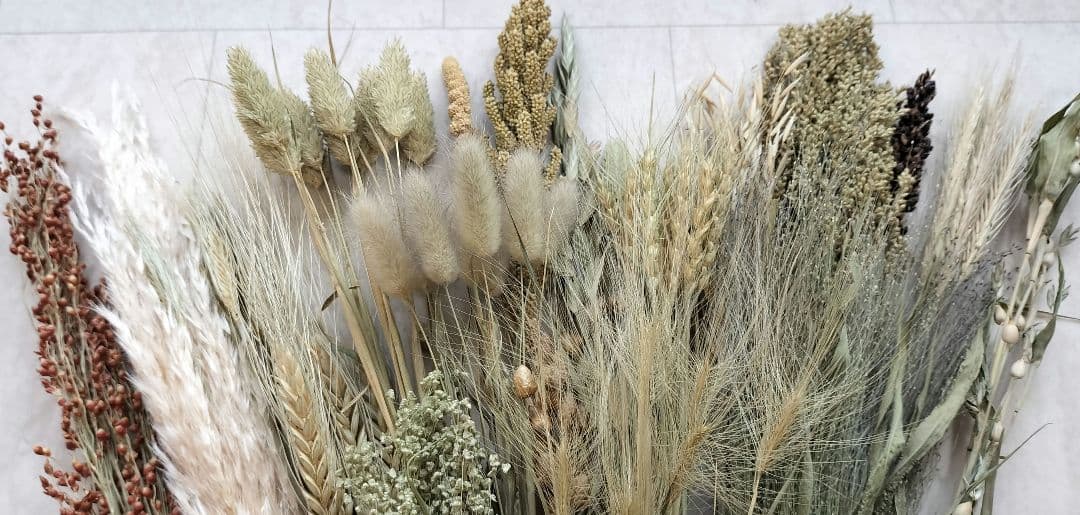 自家製　イネ科　ドライフラワーセット　２０種類