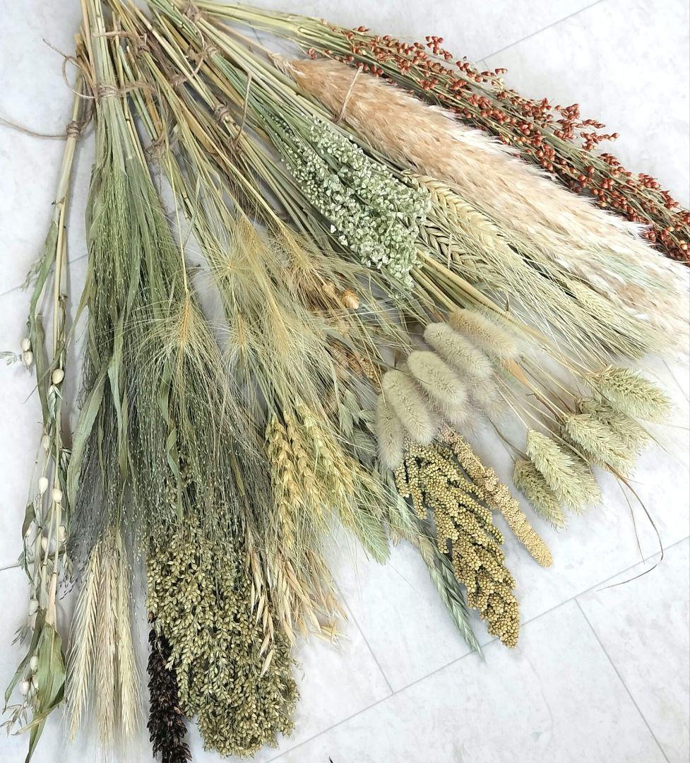 自家製　イネ科　ドライフラワーセット　２０種類
