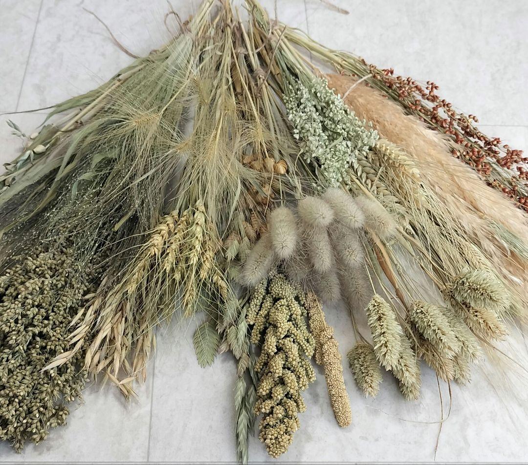 自家製　イネ科　ドライフラワーセット　２０種類