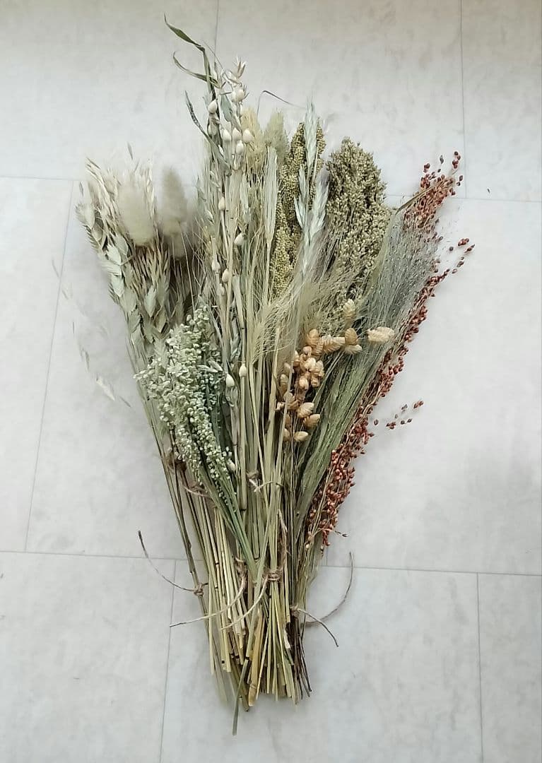 自家製　イネ科　ドライフラワーセット　２０種類