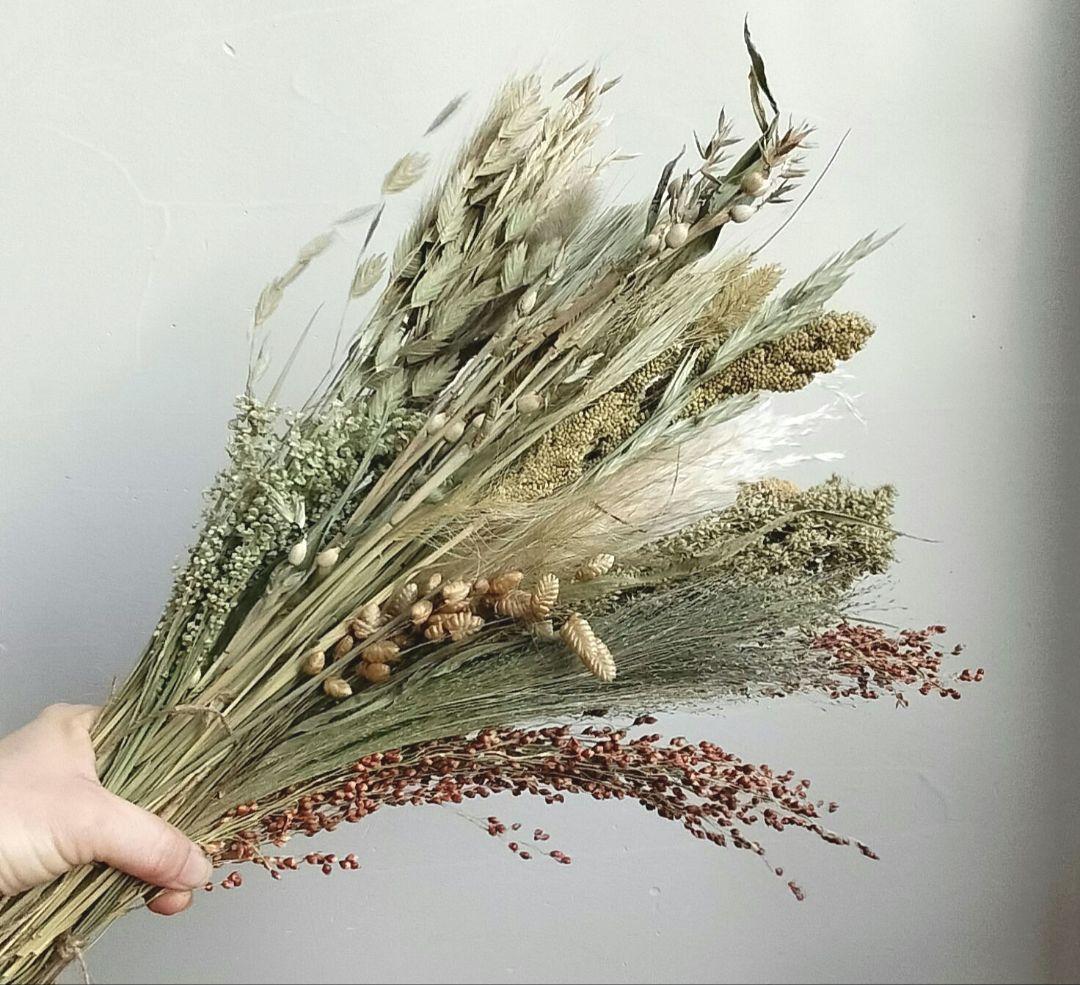 自家製　イネ科　ドライフラワーセット　２０種類