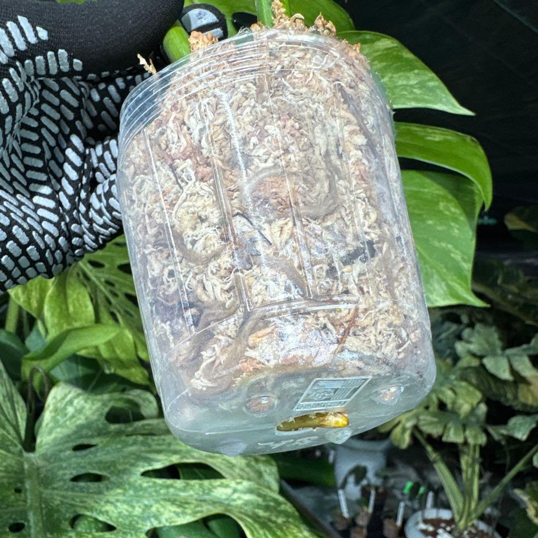 AUR2 モンステラ　ボルギシアナ　オーレア　黄斑　健康成長点カット苗