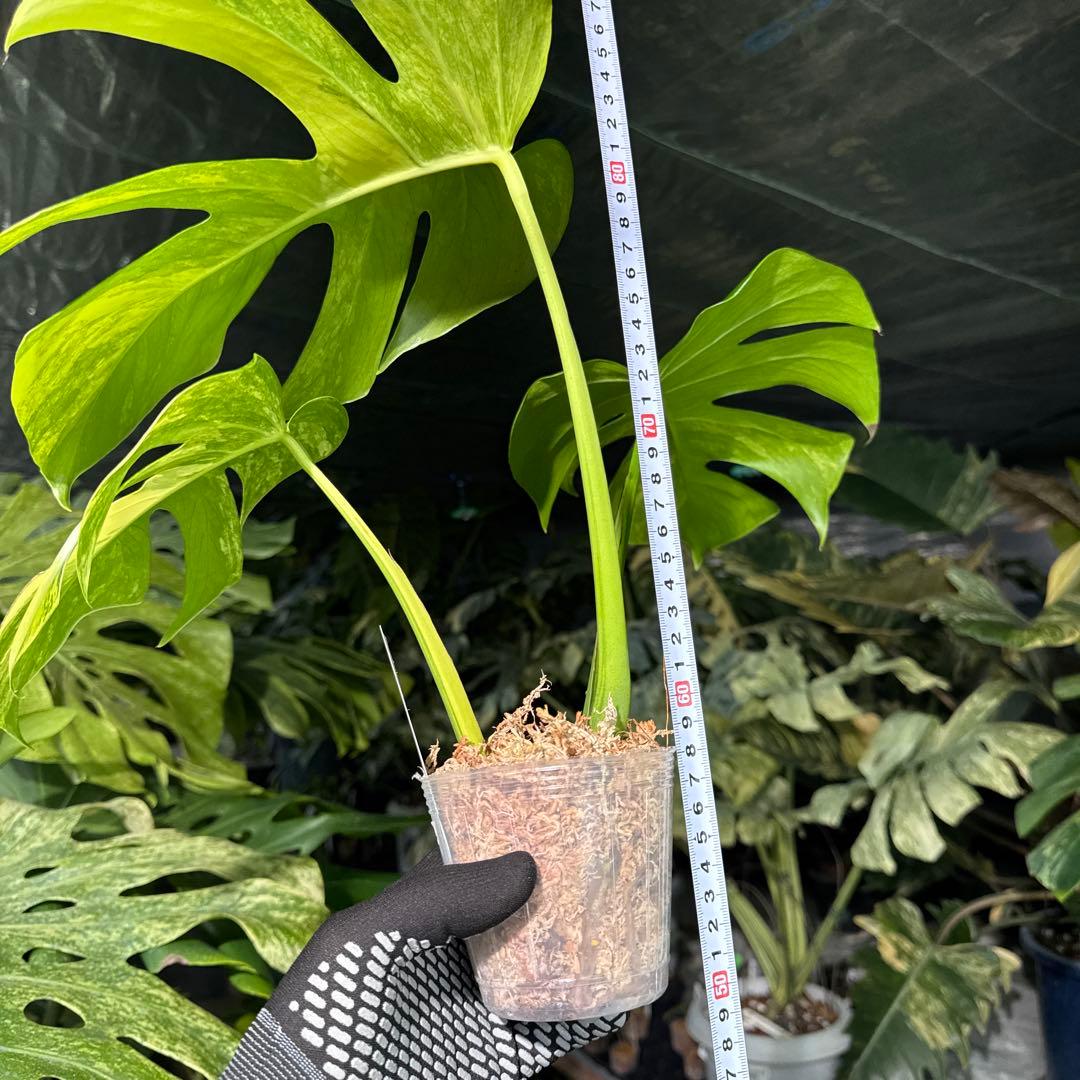 AUR2 モンステラ　ボルギシアナ　オーレア　黄斑　健康成長点カット苗