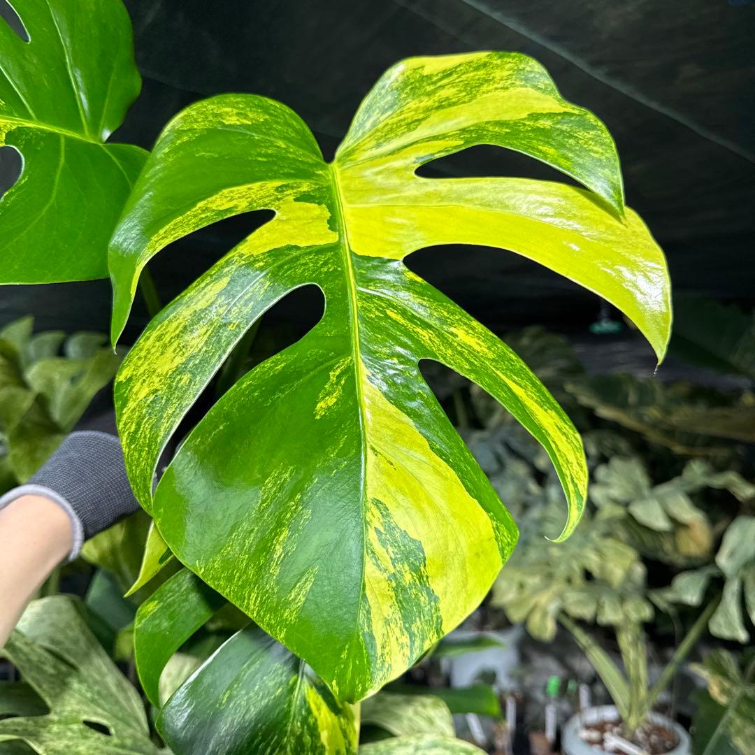 AUR2 モンステラ　ボルギシアナ　オーレア　黄斑　健康成長点カット苗