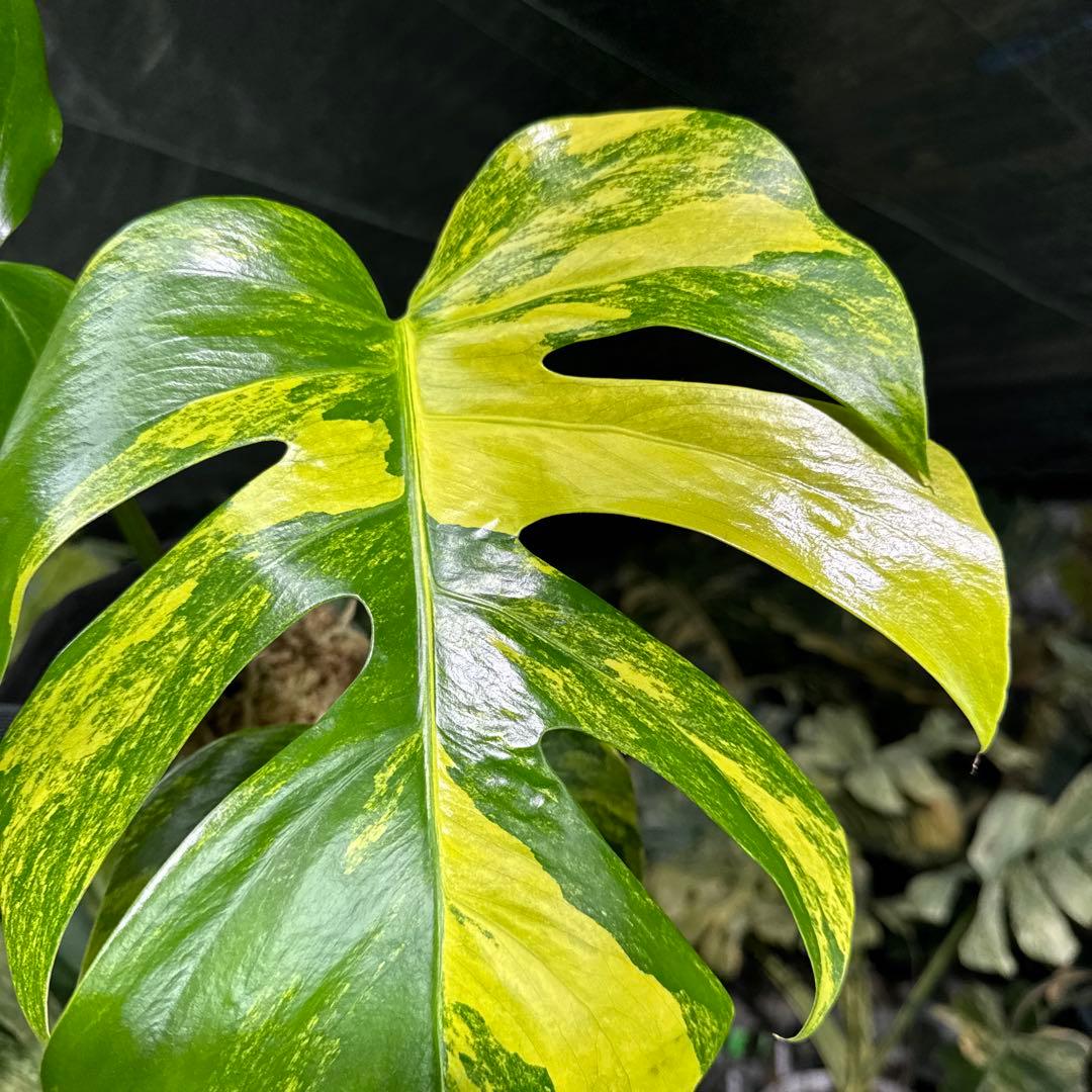 AUR2 モンステラ　ボルギシアナ　オーレア　黄斑　健康成長点カット苗