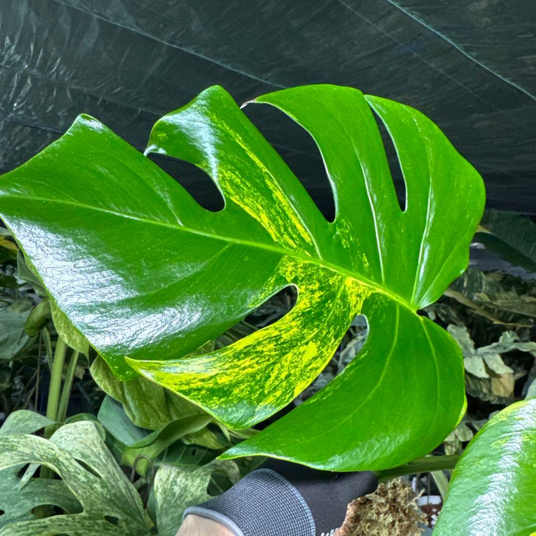 AUR2 モンステラ　ボルギシアナ　オーレア　黄斑　健康成長点カット苗