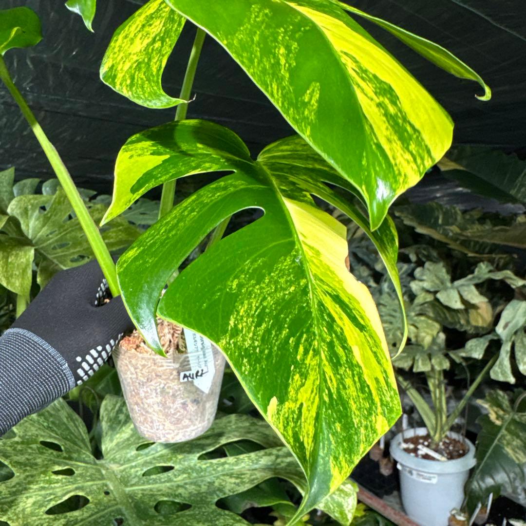 AUR2 モンステラ　ボルギシアナ　オーレア　黄斑　健康成長点カット苗