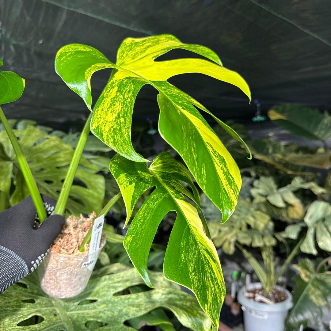 AUR2 モンステラ　ボルギシアナ　オーレア　黄斑　健康成長点カット苗