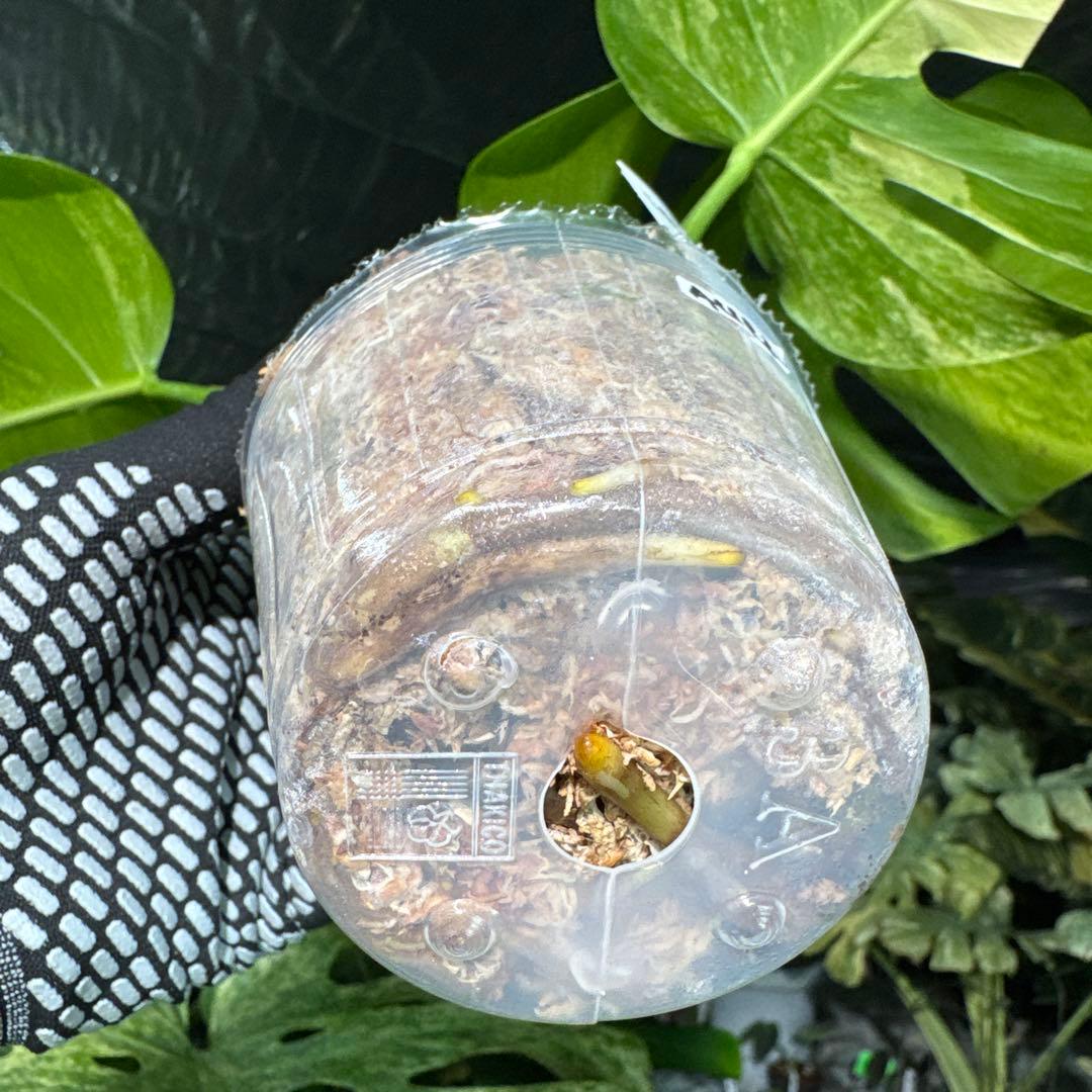 AUR2 モンステラ　ボルギシアナ　オーレア　黄斑　健康成長点カット苗