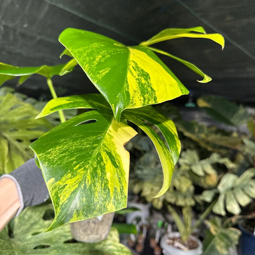 AUR2 モンステラ　ボルギシアナ　オーレア　黄斑　健康成長点カット苗