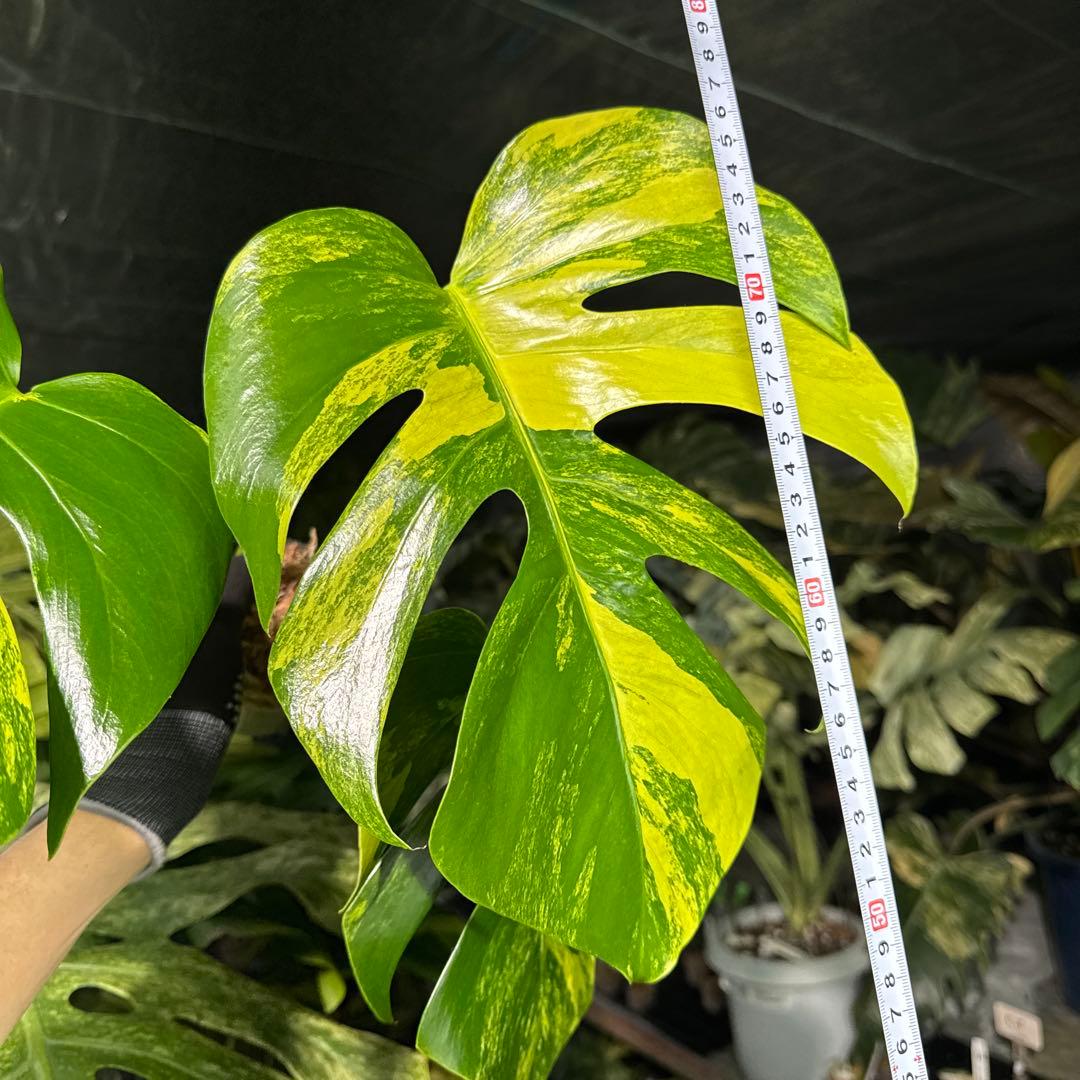 AUR2 モンステラ　ボルギシアナ　オーレア　黄斑　健康成長点カット苗