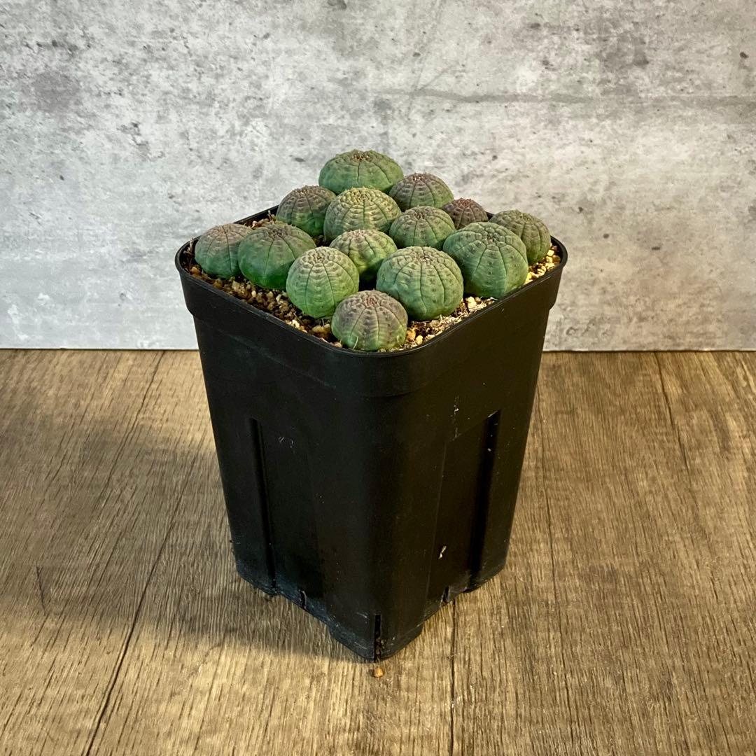 ぬぬぬ様　画像確認用