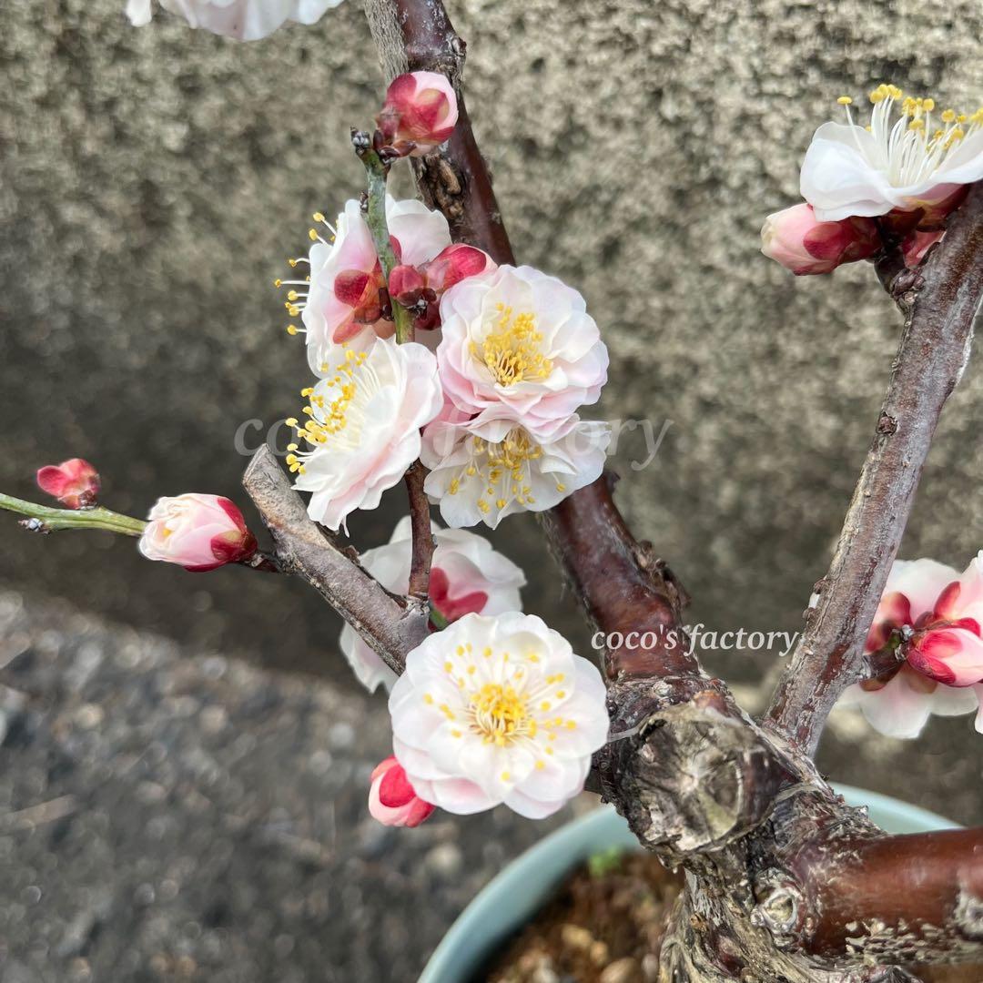 【メルカリ便】数量限定♡激レア♡八重咲白梅♡雲龍梅♡ウンリュウバイ♡鉢ごと発送♡