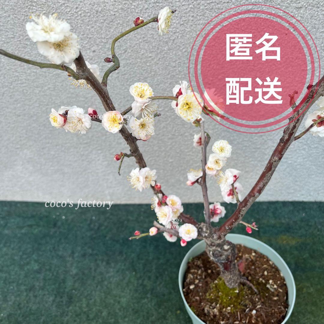 【メルカリ便】数量限定♡激レア♡八重咲白梅♡雲龍梅♡ウンリュウバイ♡鉢ごと発送♡