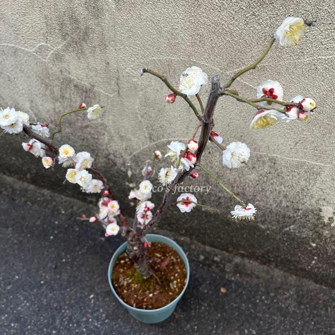 【メルカリ便】数量限定♡激レア♡八重咲白梅♡雲龍梅♡ウンリュウバイ♡鉢ごと発送♡