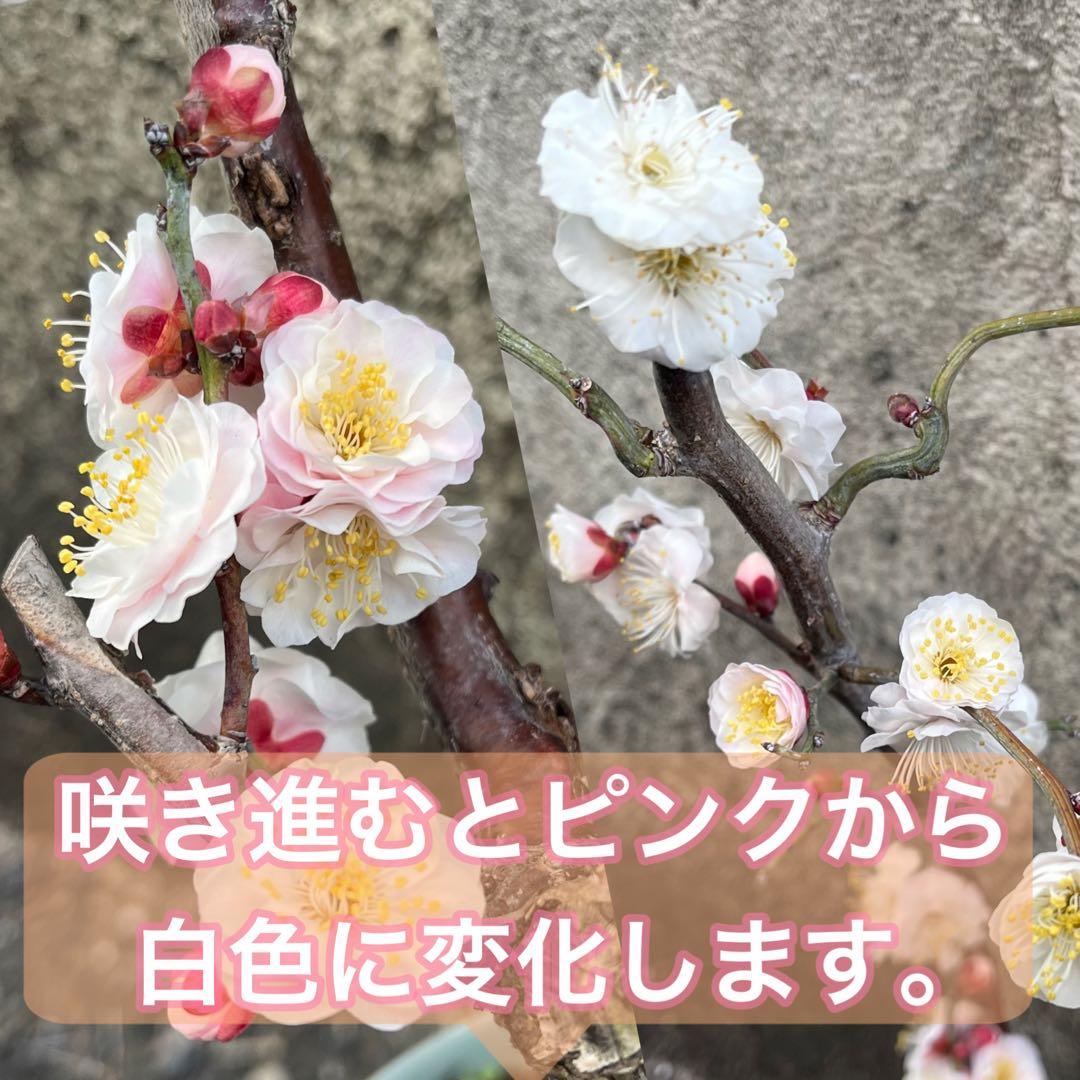 【メルカリ便】数量限定♡激レア♡八重咲白梅♡雲龍梅♡ウンリュウバイ♡鉢ごと発送♡