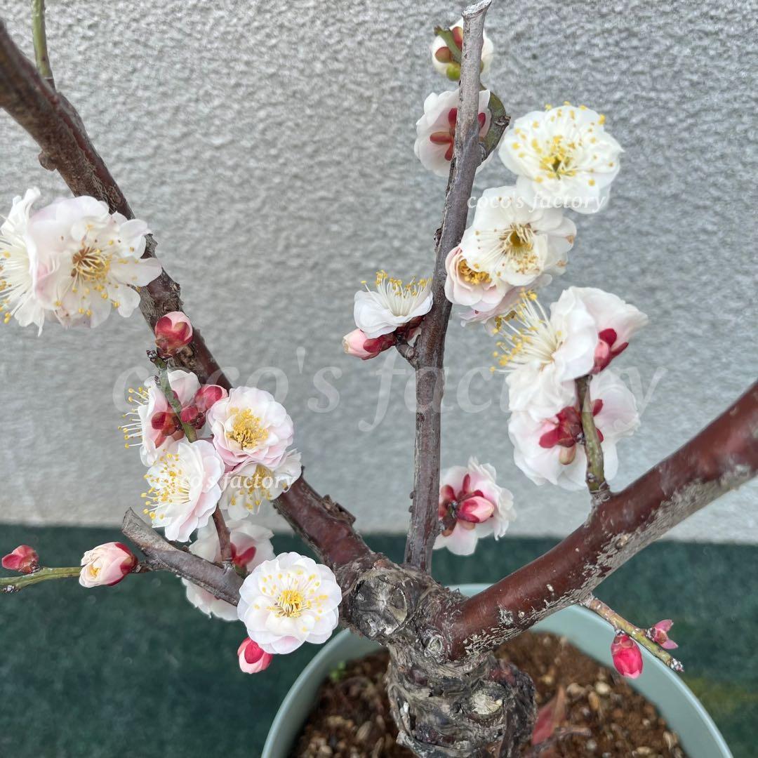 【メルカリ便】数量限定♡激レア♡八重咲白梅♡雲龍梅♡ウンリュウバイ♡鉢ごと発送♡