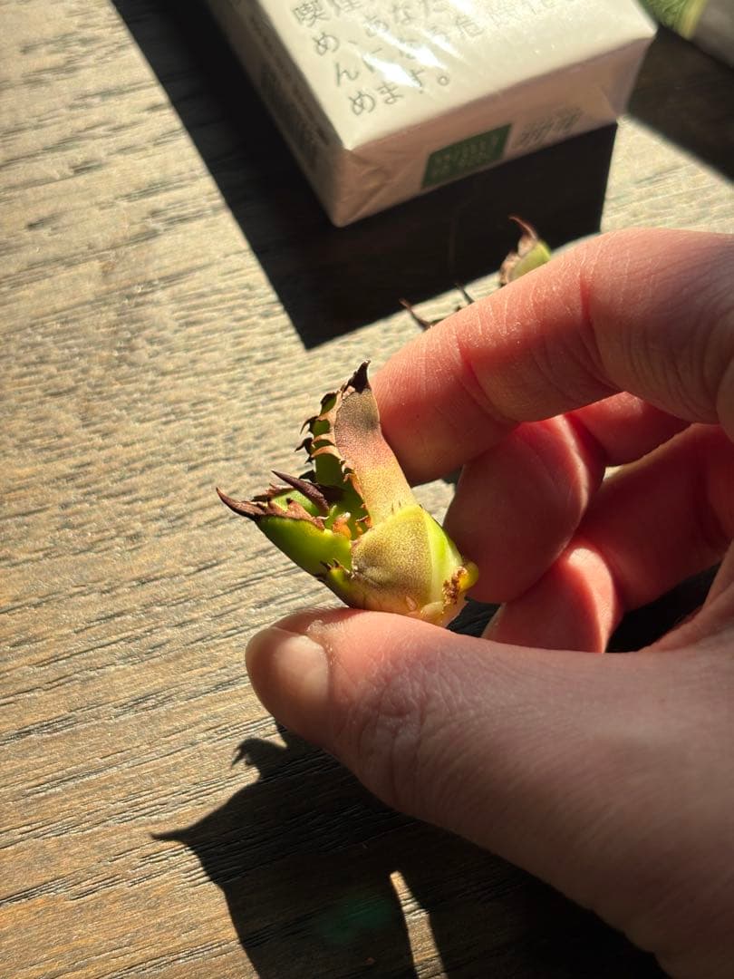 アガベ　チタノタ SHAQ