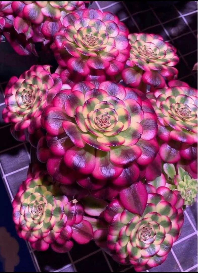 多肉植物アエオニウム錦❤️美姫❤️状態図