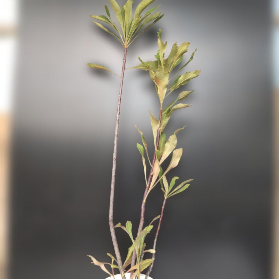 テロペア　鉢付き