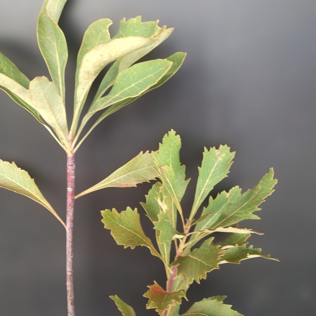 テロペア　鉢付き