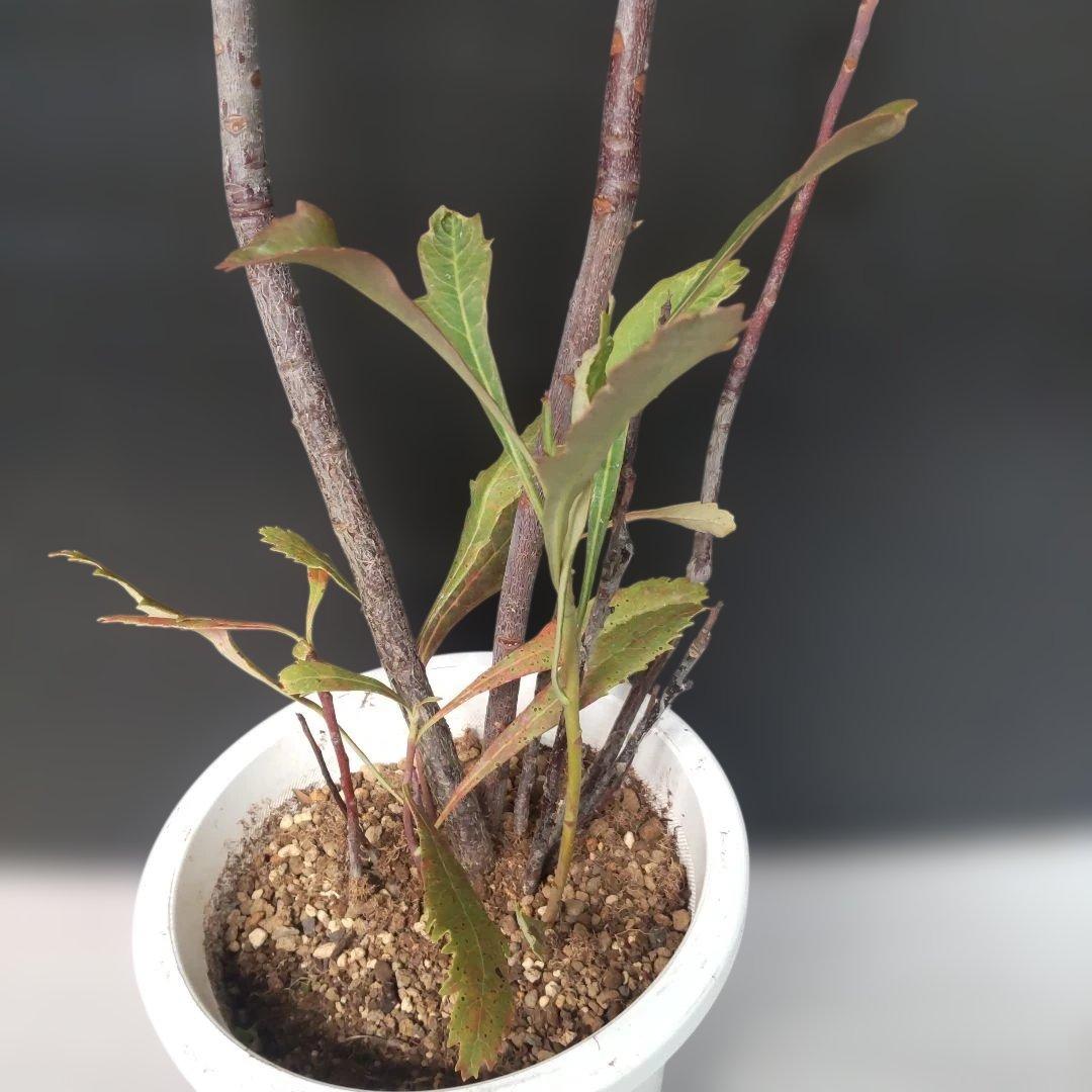 テロペア　鉢付き