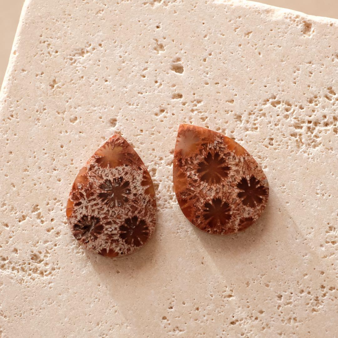 みっちゃん ♦︎14kgfレッドブラウンフォッシルコーラル