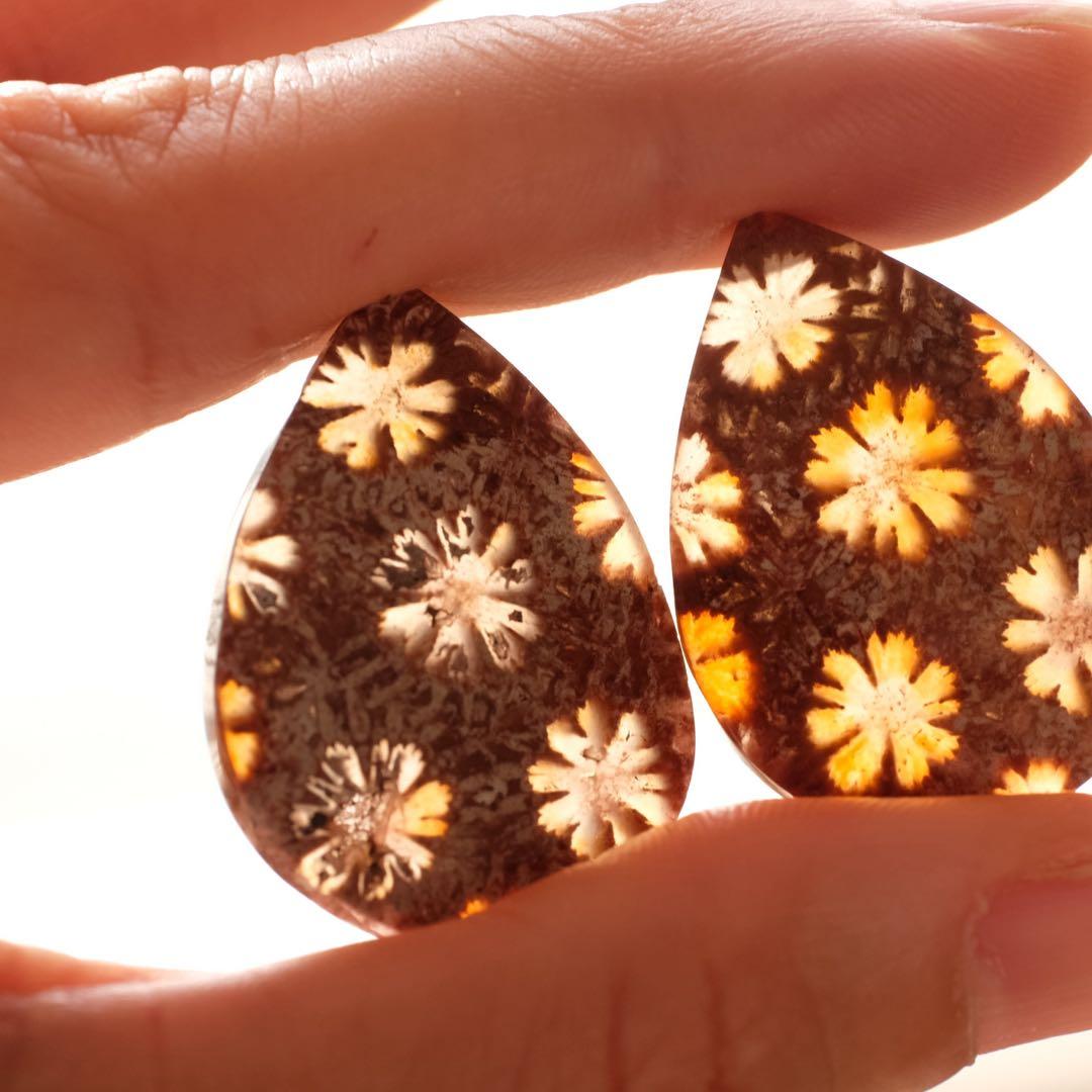 みっちゃん ♦︎14kgfレッドブラウンフォッシルコーラル