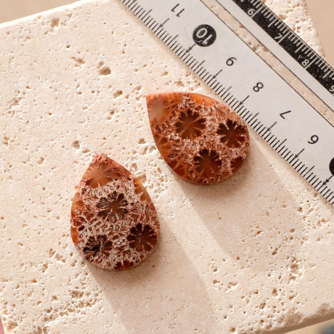 みっちゃん ♦︎14kgfレッドブラウンフォッシルコーラル