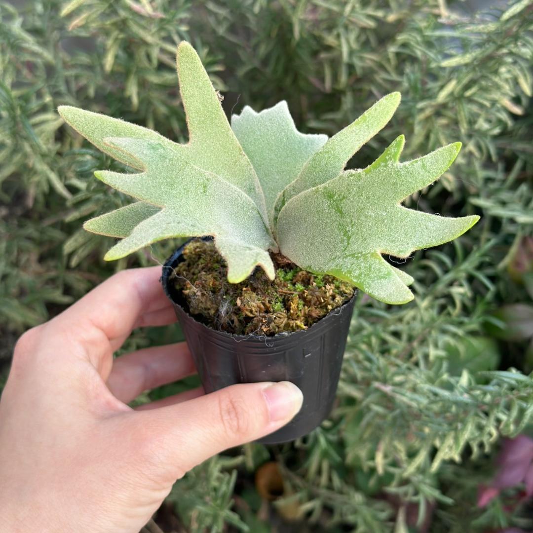 速達！P.willinckii ’Jade Girl’ spore 1231