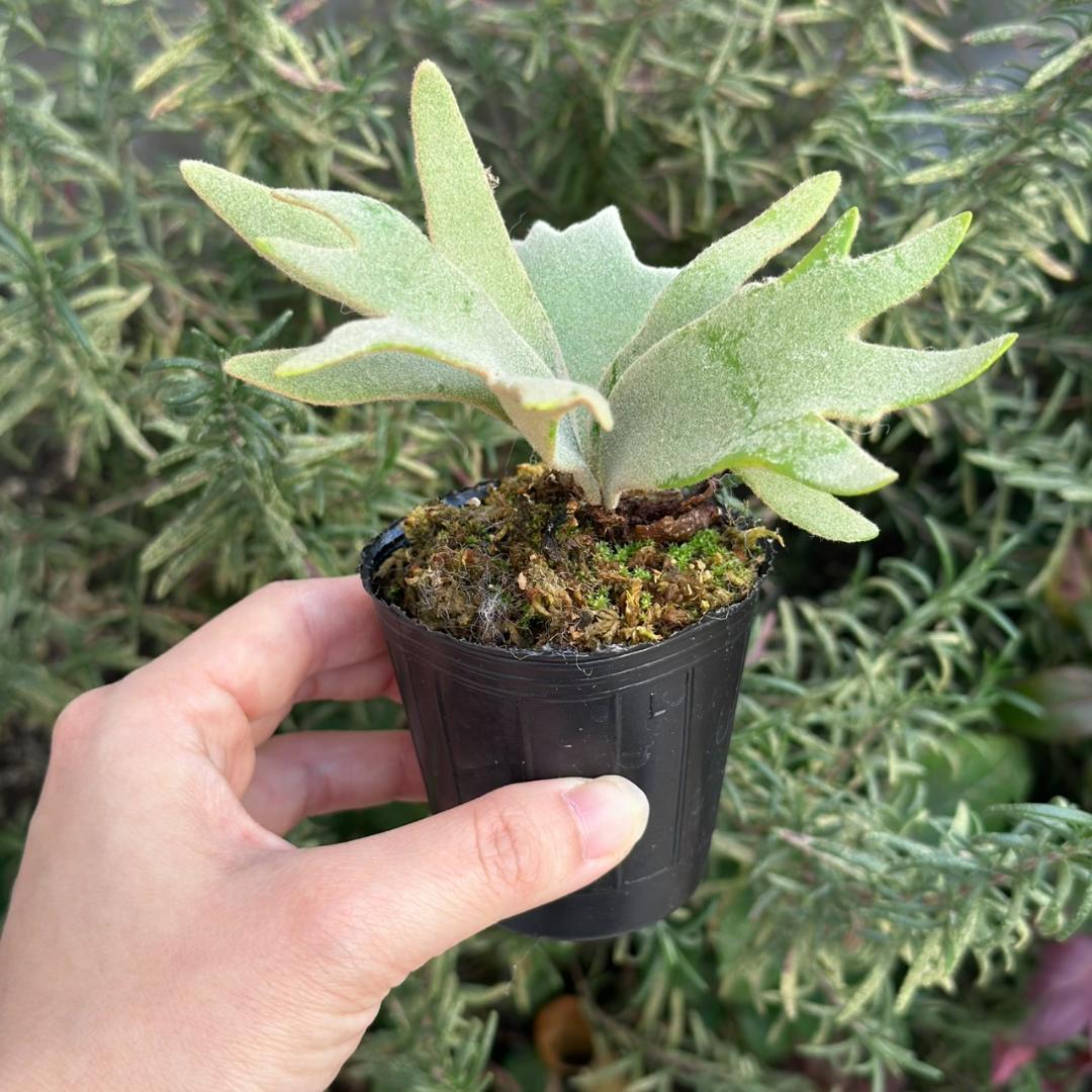 速達！P.willinckii ’Jade Girl’ spore 1231