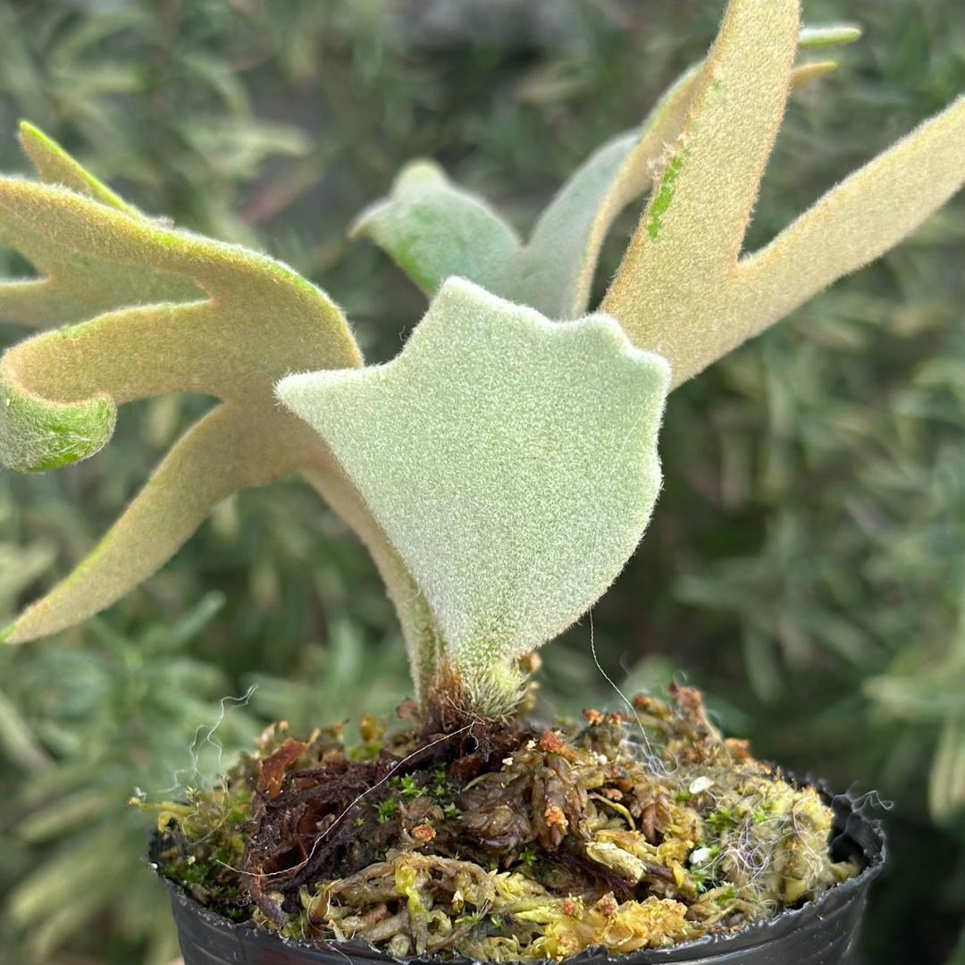 速達！P.willinckii ’Jade Girl’ spore 1231