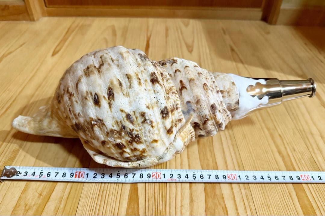サービス価格‼️特大肉厚修験道法螺貝　山伏　密教❣️ホラガイ　ほら貝