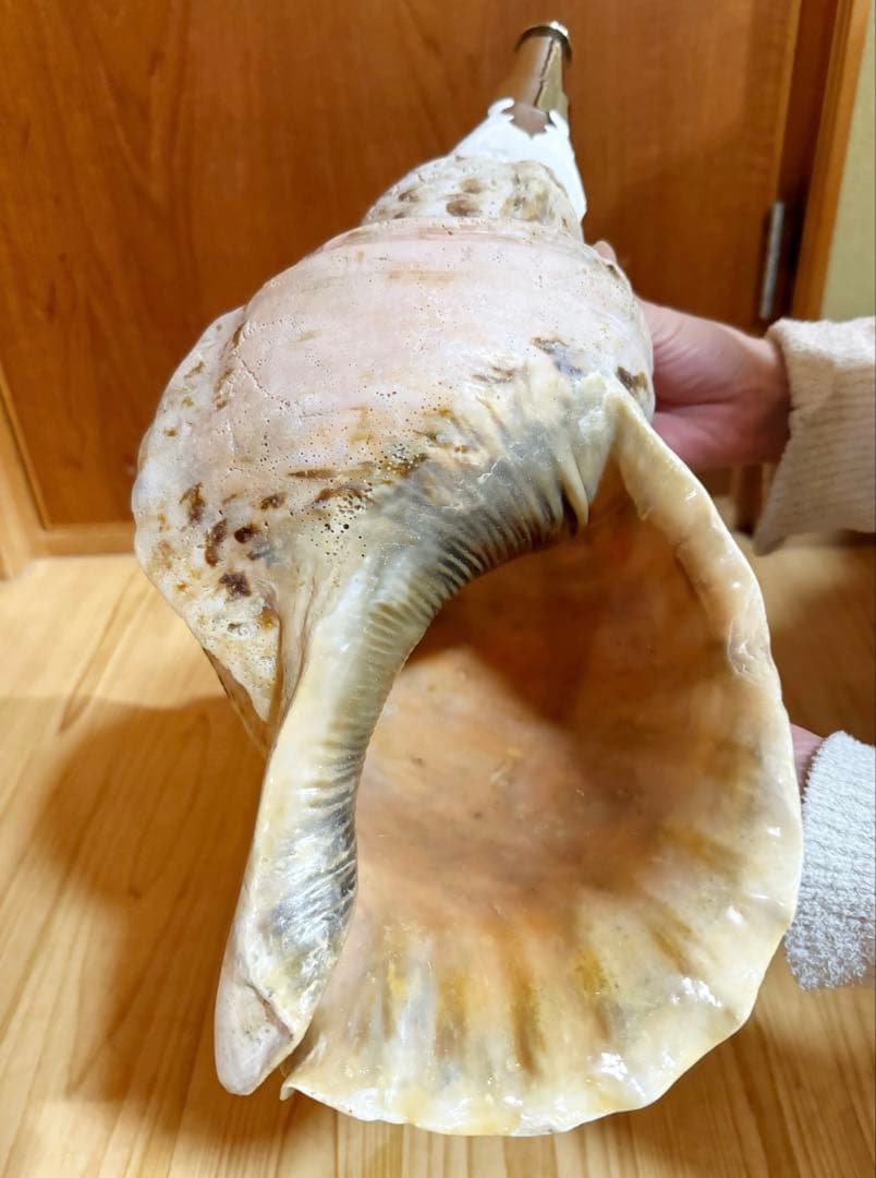 サービス価格‼️特大肉厚修験道法螺貝　山伏　密教❣️ホラガイ　ほら貝