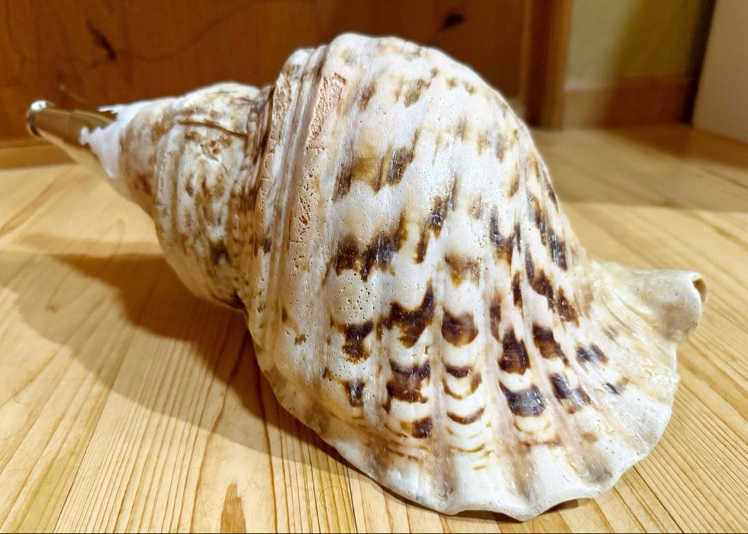 サービス価格‼️特大肉厚修験道法螺貝　山伏　密教❣️ホラガイ　ほら貝