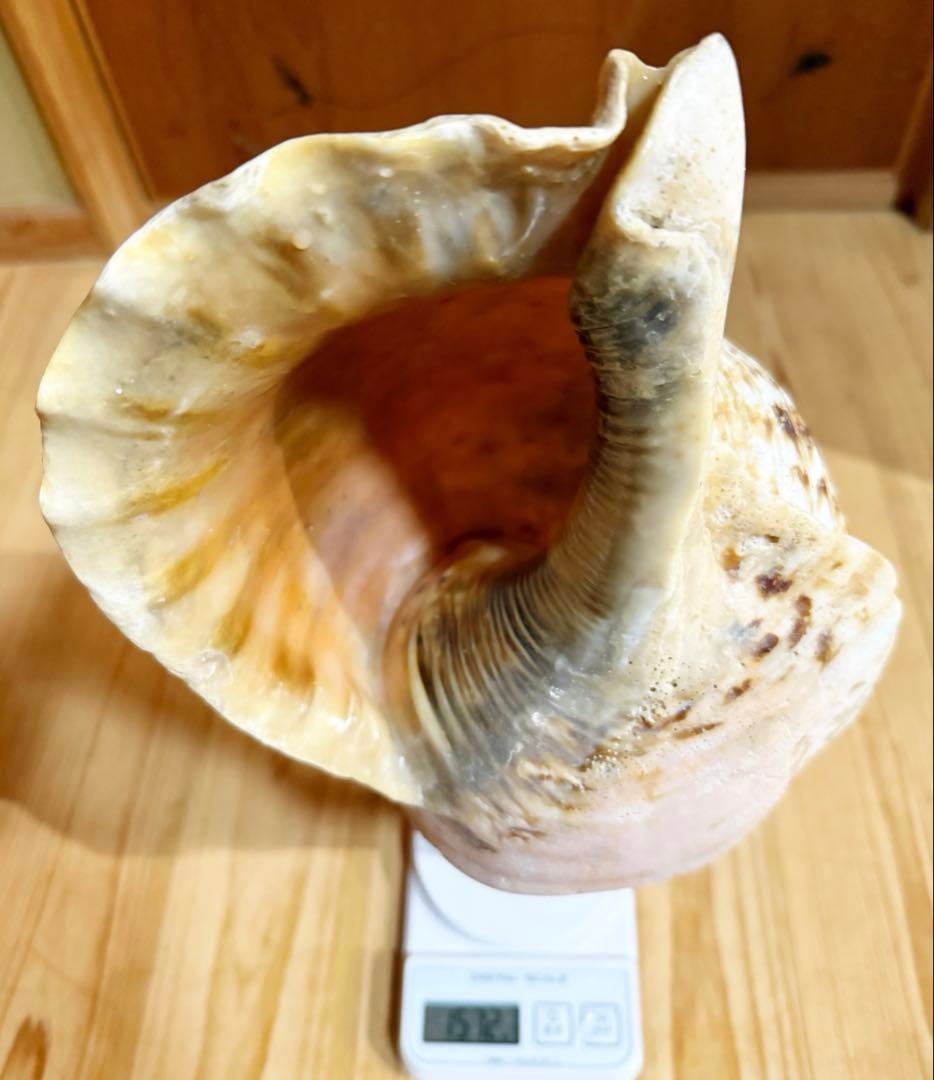 サービス価格‼️特大肉厚修験道法螺貝　山伏　密教❣️ホラガイ　ほら貝