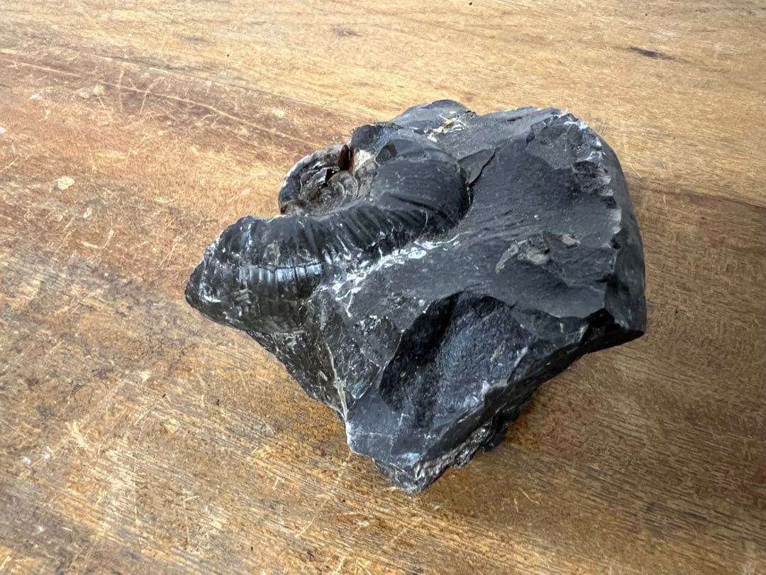 アンモナイト化石 まとめ売り 5点セット 原石 化石標本 アンティーク オブジェ