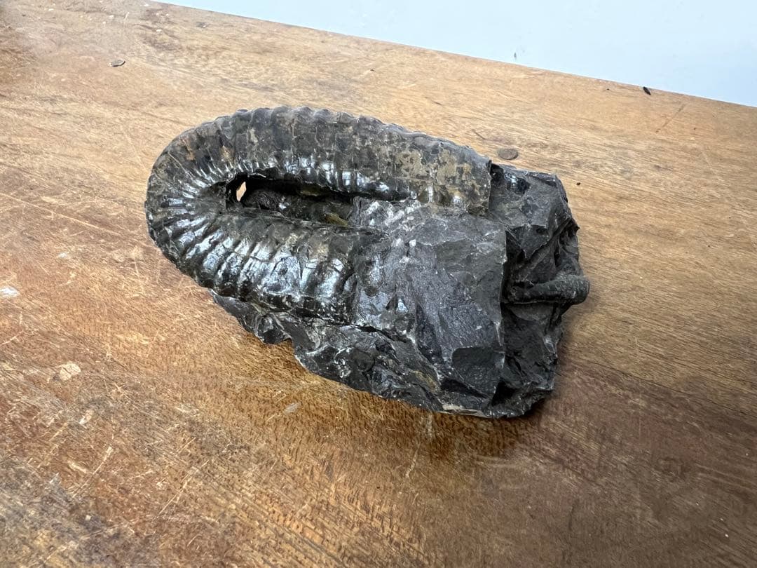 アンモナイト化石 まとめ売り 5点セット 原石 化石標本 アンティーク オブジェ