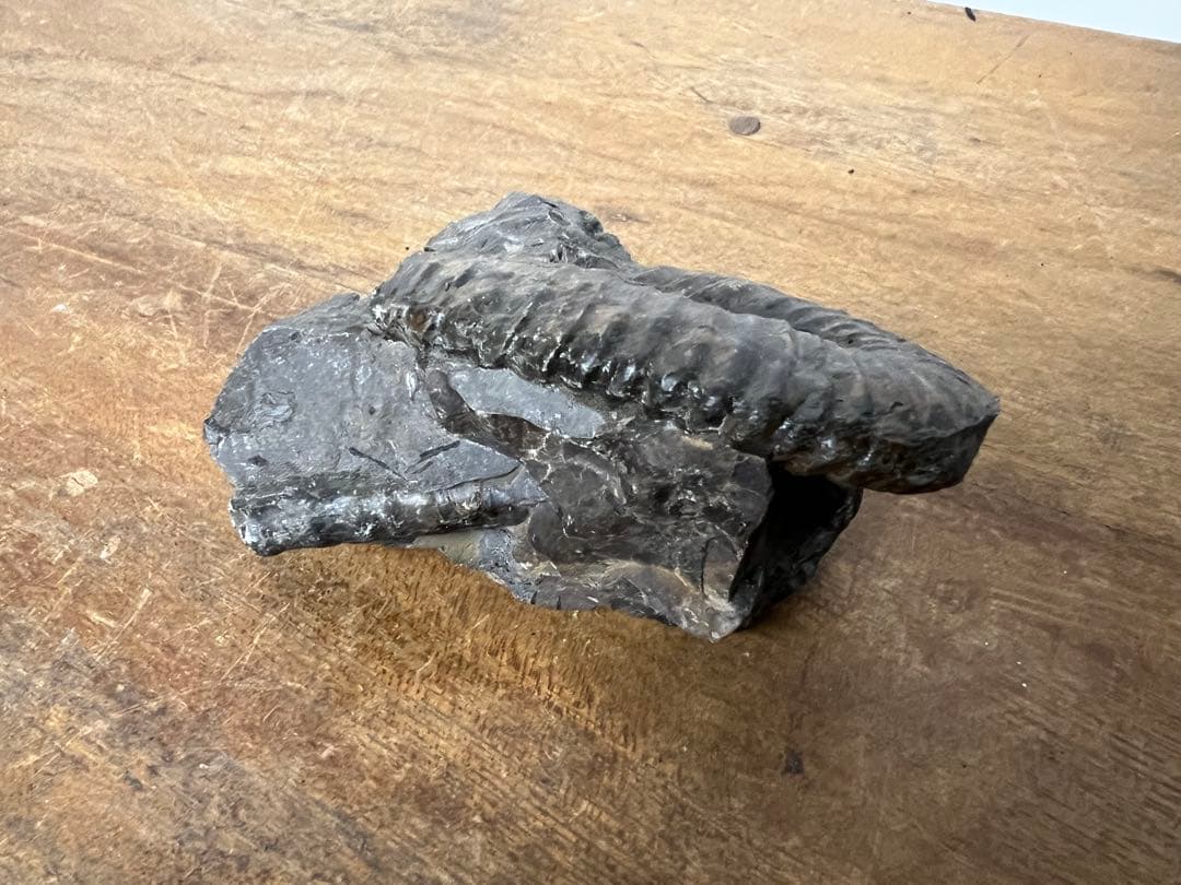 アンモナイト化石 まとめ売り 5点セット 原石 化石標本 アンティーク オブジェ