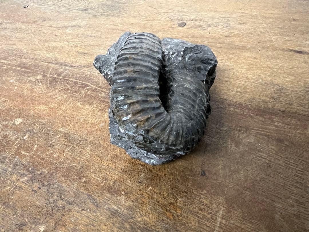 アンモナイト化石 まとめ売り 5点セット 原石 化石標本 アンティーク オブジェ