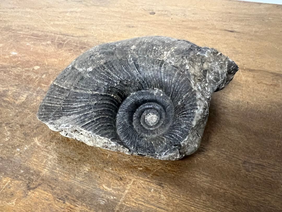 アンモナイト化石 まとめ売り 5点セット 原石 化石標本 アンティーク オブジェ