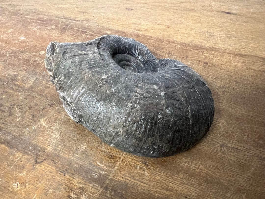 アンモナイト化石 まとめ売り 5点セット 原石 化石標本 アンティーク オブジェ