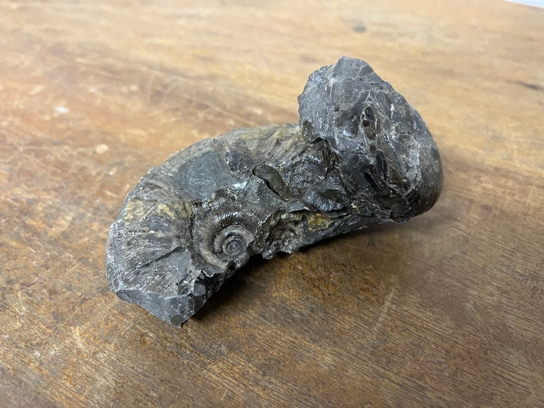 アンモナイト化石 まとめ売り 5点セット 原石 化石標本 アンティーク オブジェ